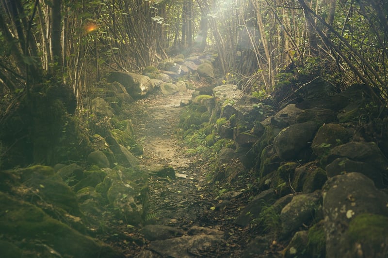 Forest Trek