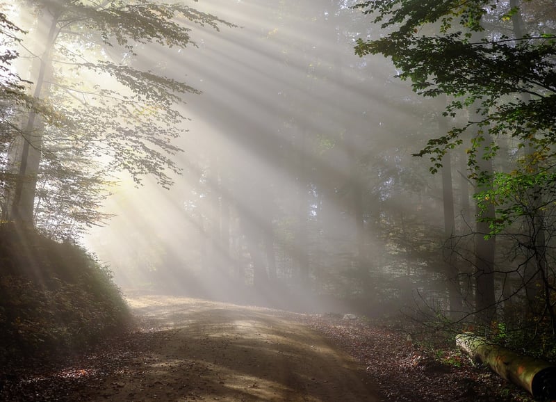 Forest Trek